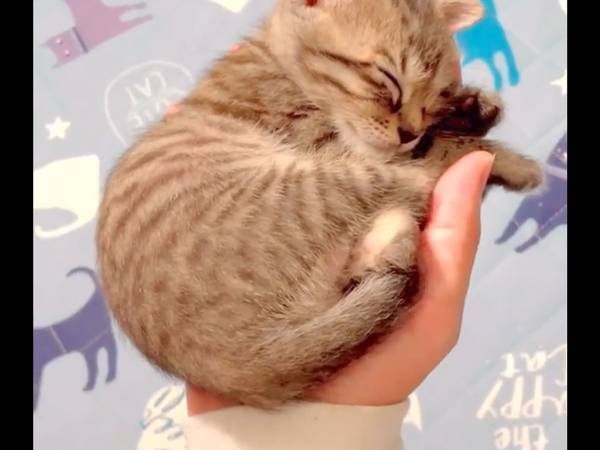 手のひらの上で寝る保護猫　愛らしい姿に１０万人が『いいね』