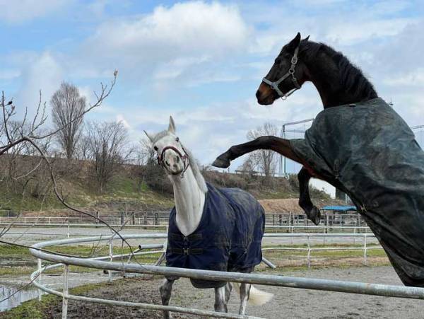 大好きな馬に、しつこく絡んでいた白馬　次の瞬間まさかの出来事が…！