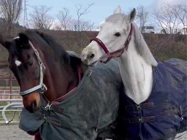 大好きな馬に、しつこく絡んでいた白馬　次の瞬間まさかの出来事が…！