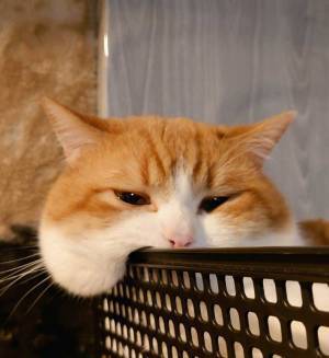 「おもちが、ちぎれますよ～」　１枚の写真に「たまらん」「かわいすぎ」の声