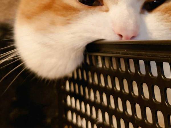 「おもちが、ちぎれますよ～」　１枚の写真に「たまらん」「かわいすぎ」の声