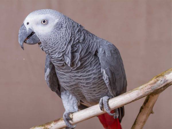 頭をぶつけた男性　それを見ていたヨウムの『ひと言』に驚く　「すごい！」「本当に賢いね」