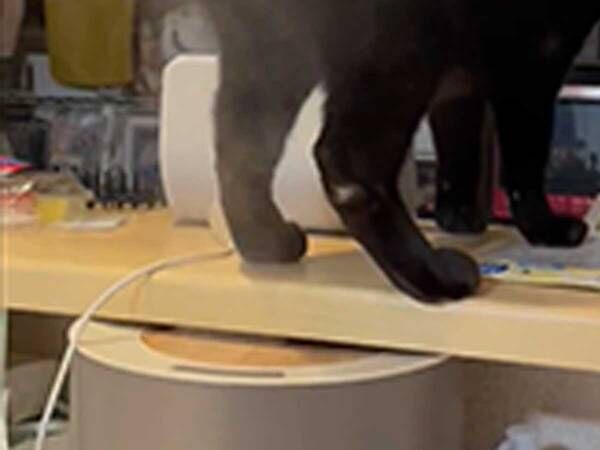 「何してんの！？」「腹がよじれるッ」　愛猫が、加湿器の蒸気を利用して…？