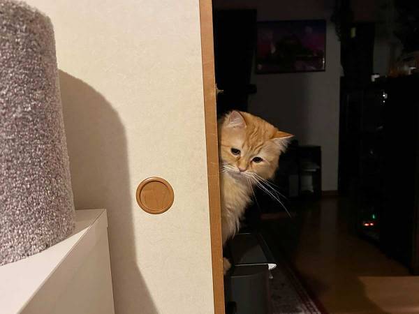 おやつだと勘違いした猫　数秒後の表情に「笑った」「切ない」