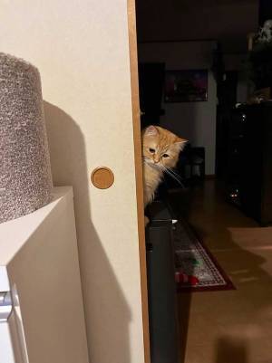 おやつだと勘違いした猫　数秒後の表情に「笑った」「切ない」