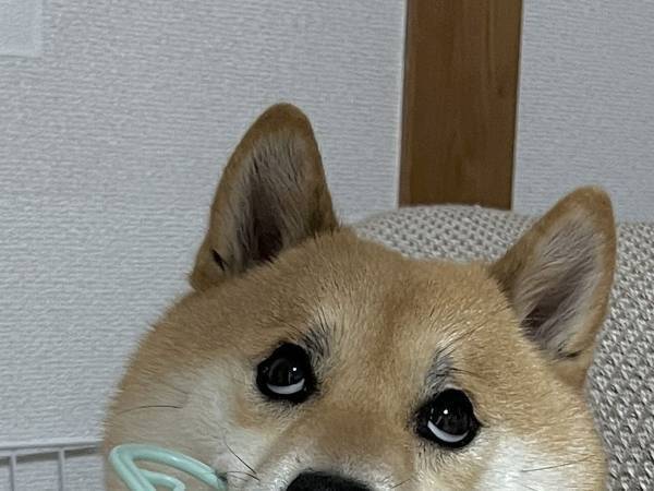 柴犬「知りませんね」　消えたハンガーの『行方』にツッコミ殺到