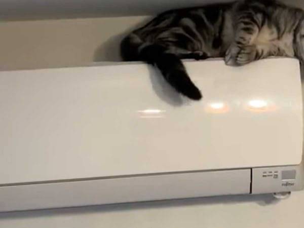 エアコンの上に登った猫　飼い主に見せつけてきたのは？