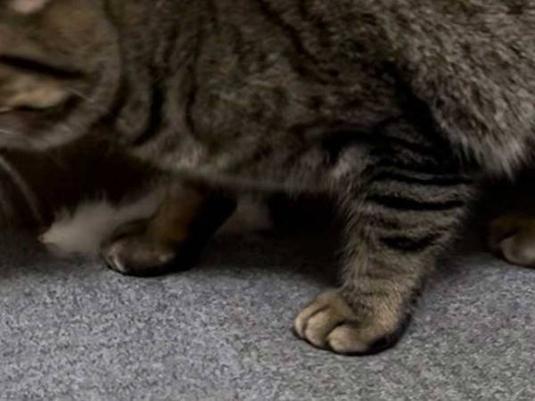 赤ちゃんがうらやましかった…？　猫がくわえていたものに「かわいすぎ」「ジャストフィット！」