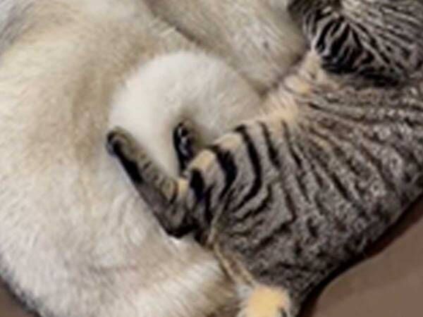 「初めて見た」「かわいすぎる」　シベリアンハスキーが大好きな猫、愛が募って…？