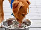 水の飲み方の『クセ』が強い犬　それを隣で見ている犬の表情に吹き出す！
