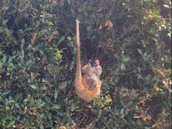 ネットに絡まった動物　近付いてよく見ると？　「かわいい！」「無事でよかった」