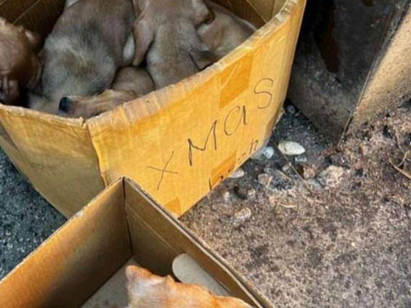 『クリスマス』と書かれた箱　保護団体が公開した『中身』に「理解できない」「ごめんね…」