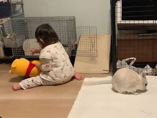 部屋を散歩中のウサギ　『背後の出来事』に「笑った」「いたずらな天使」