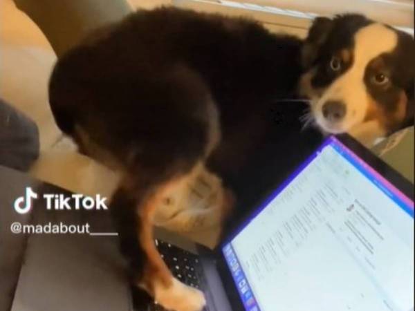 遊んでほしい犬と仕事中の飼い主の攻防戦に、２２万人が爆笑！「後ろ脚で吹いた」