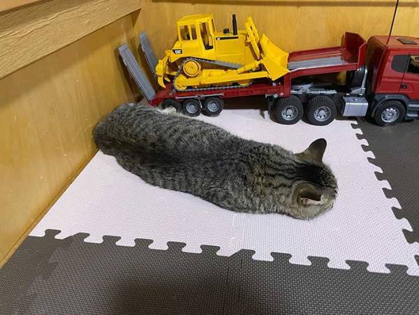 自宅でナマコのようなものを発見　その姿をよく見てみると？