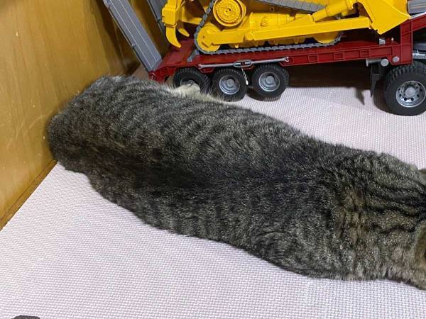 自宅でナマコのようなものを発見　その姿をよく見てみると？