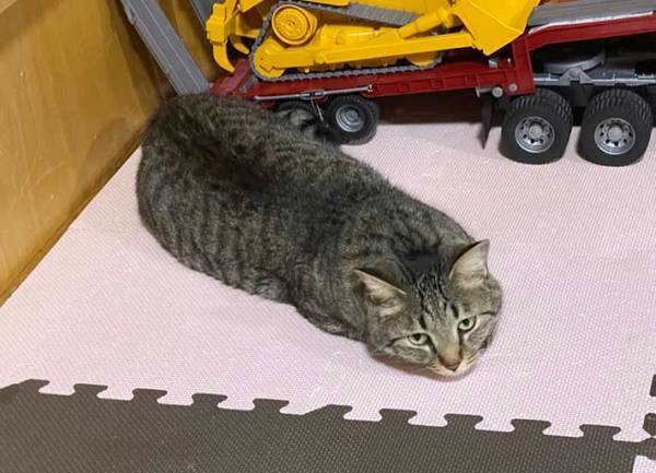 自宅でナマコのようなものを発見　その姿をよく見てみると？