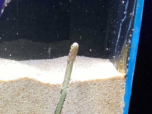 「思ってたんと違う」「すごい！」　チンアナゴの巣穴を写した１枚に反響