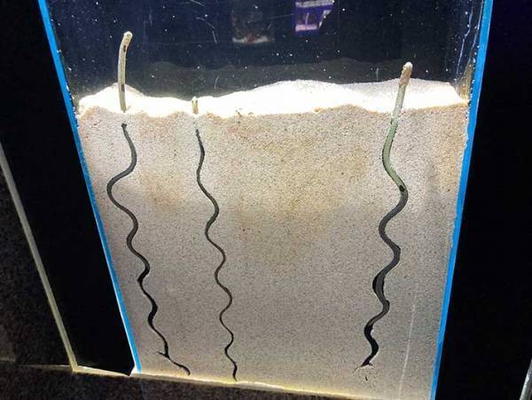 「思ってたんと違う」「すごい！」　チンアナゴの巣穴を写した１枚に反響