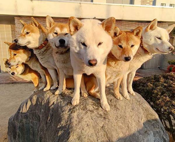 「なんでこんなにきれいに並べるの！？」　柴犬が集合した１枚が素晴らしい