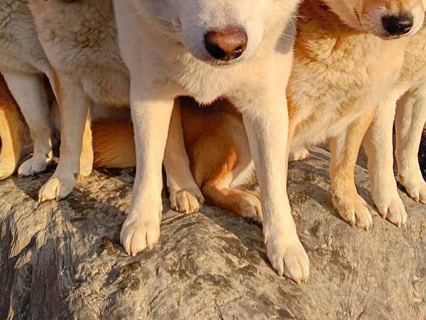 「なんでこんなにきれいに並べるの！？」　柴犬が集合した１枚が素晴らしい