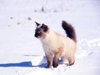 雪の上をすたすたと歩く２匹の猫　慎重派の３匹目に「こんなの初めて見た！」「賢いわ」