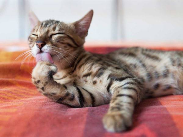 猫「ニャンだこの音…」　毛づくろい時に『効果音』をつけると？「笑いすぎてお腹が痛い」