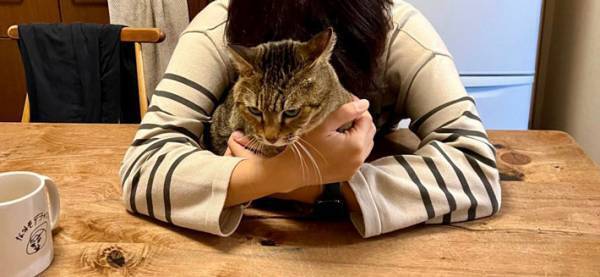 「吹き出しました！」「我が家ならかまれる」　飼い主に抱きしめられた猫が、まるで？