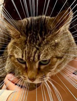 「吹き出しました！」「我が家ならかまれる」　飼い主に抱きしめられた猫が、まるで？