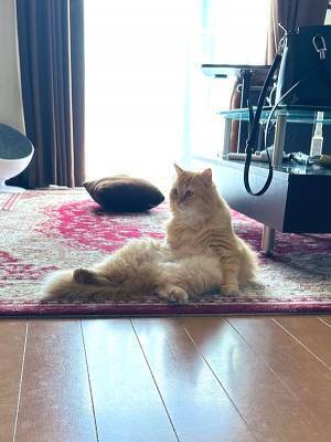 妻から送られてきた『猫らしきもの』の写真　姿に「休日の俺か？」「中に人間いるでしょ」