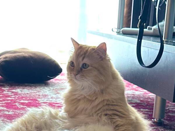 妻から送られてきた『猫らしきもの』の写真　姿に「休日の俺か？」「中に人間いるでしょ」