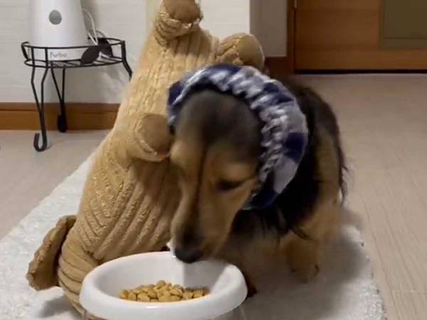 愛犬「もう知らないっ！」　食事前に起こった出来事に「次は頑張れ…！」