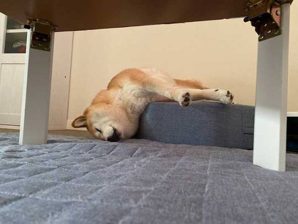 睡魔に襲われる柴犬　飼い主がその後撮影した写真に、クスッ