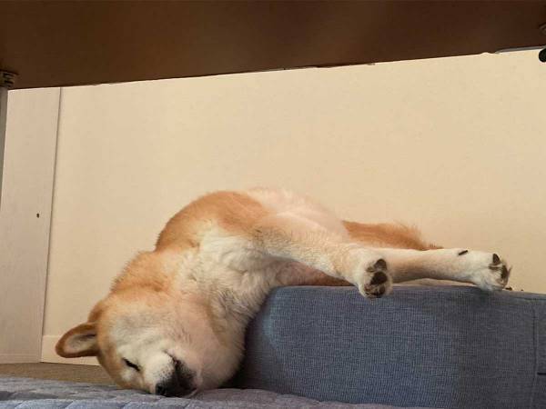 睡魔に襲われる柴犬　飼い主がその後撮影した写真に、クスッ
