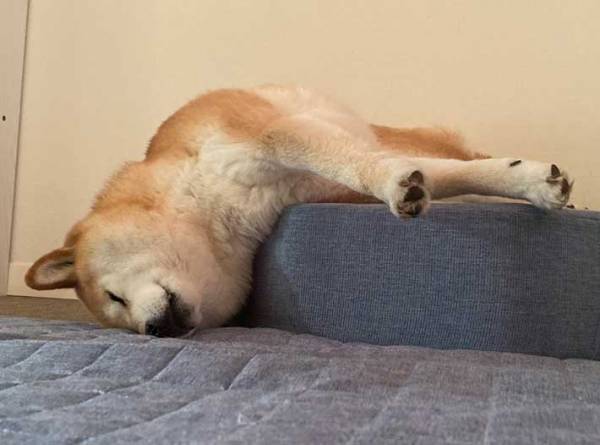 睡魔に襲われる柴犬　飼い主がその後撮影した写真に、クスッ