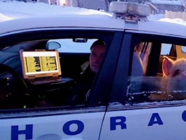 脱走ブタを保護した警察官　公開した写真に「面白すぎるだろ！」「めっちゃかわいい」