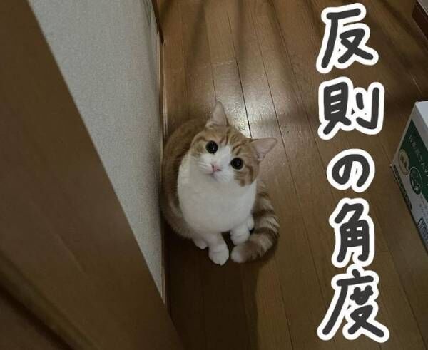 探していた愛猫とドアを開けたら『鉢合わせ』　その表情に「とろける」「反則」