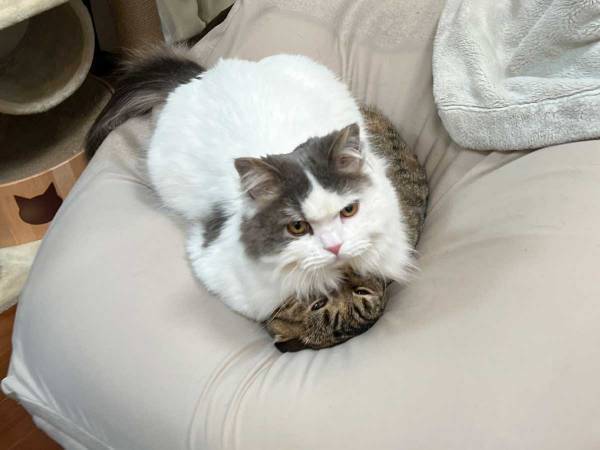 ビーズクッションの上でくつろぐ猫だけど？　「三度見した」