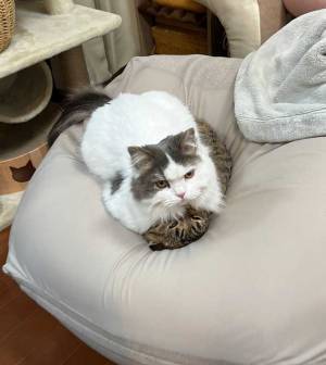 ビーズクッションの上でくつろぐ猫だけど？　「三度見した」