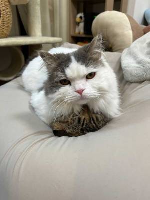 ビーズクッションの上でくつろぐ猫だけど？　「三度見した」