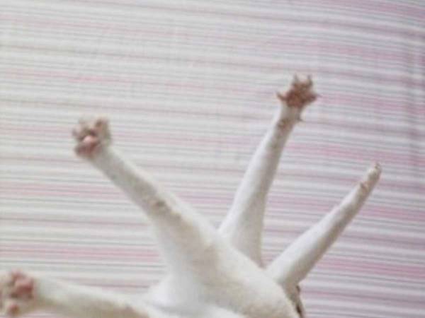 「２匹いる！？」「ど、どうなってるの？」　白猫の驚くべき体勢に、国内外から大反響