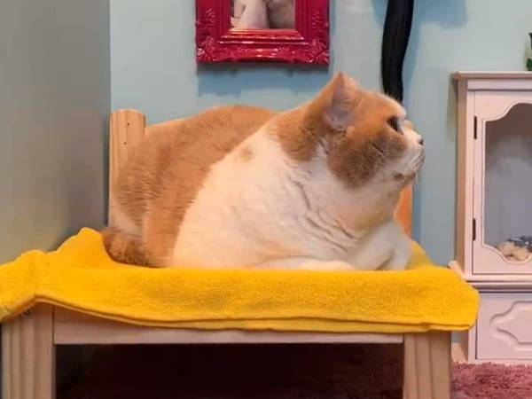 飼い主の創意工夫がケタ違い　猫の『秘密基地』にコメント続々