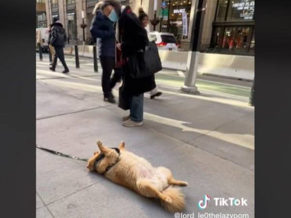 路上で突然、ひっくり返って動かない犬　帰りたい飼い主が放った『言葉』とは？