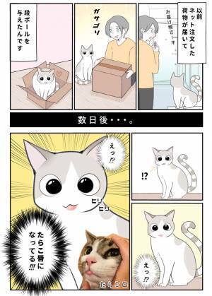 その段ボールも危険かもしれません　飼い主の『過ち』に「気を付けます」