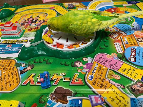 インコの『暴挙』で人生が…！　飼い主の投稿に「笑った」