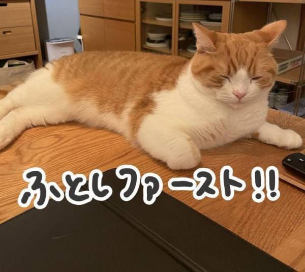 猫好きの宿命！？　布団に入ると起きる現象に「とても分かる」「毎晩これ」