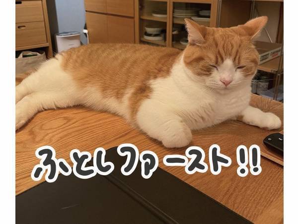 猫好きの宿命！？　布団に入ると起きる現象に「とても分かる」「毎晩これ」