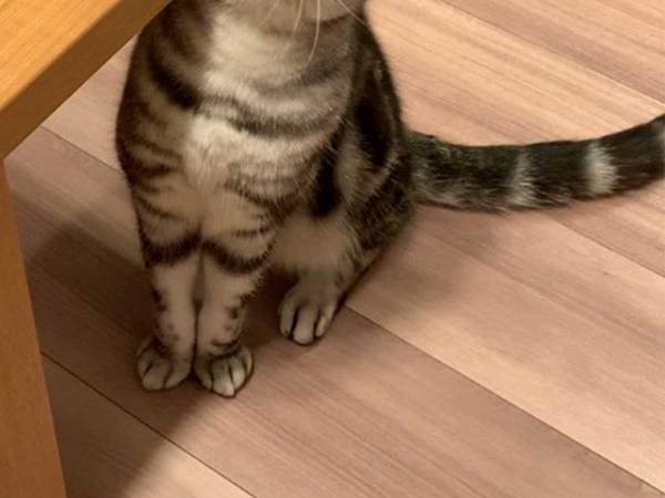 お気に入りの場所に通う猫　気持ちよさそうにしている様子をご覧ください