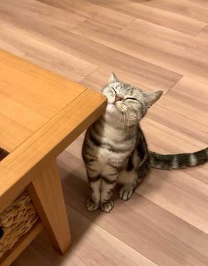 お気に入りの場所に通う猫　気持ちよさそうにしている様子をご覧ください