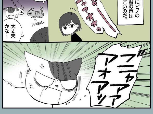 毎日ケンカをする２匹の猫　飼い主が「平和だなあ」と思った理由が？